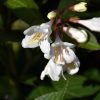 Tuxedo Weigela #3 - Image 3